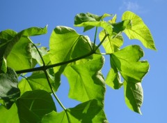 Fonds d'cran Nature catalpa in the sky!!