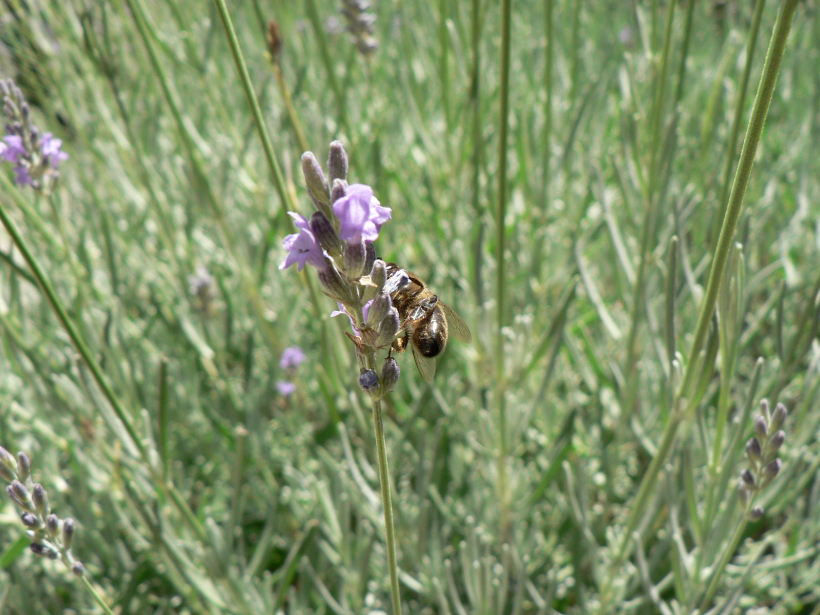 Fonds d'cran Animaux Insectes - Abeilles Gupes ... butinons !