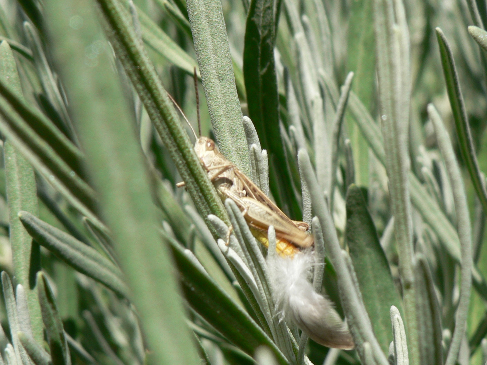 Fonds d'cran Animaux Insectes - Sauterelles et Criquets Pause