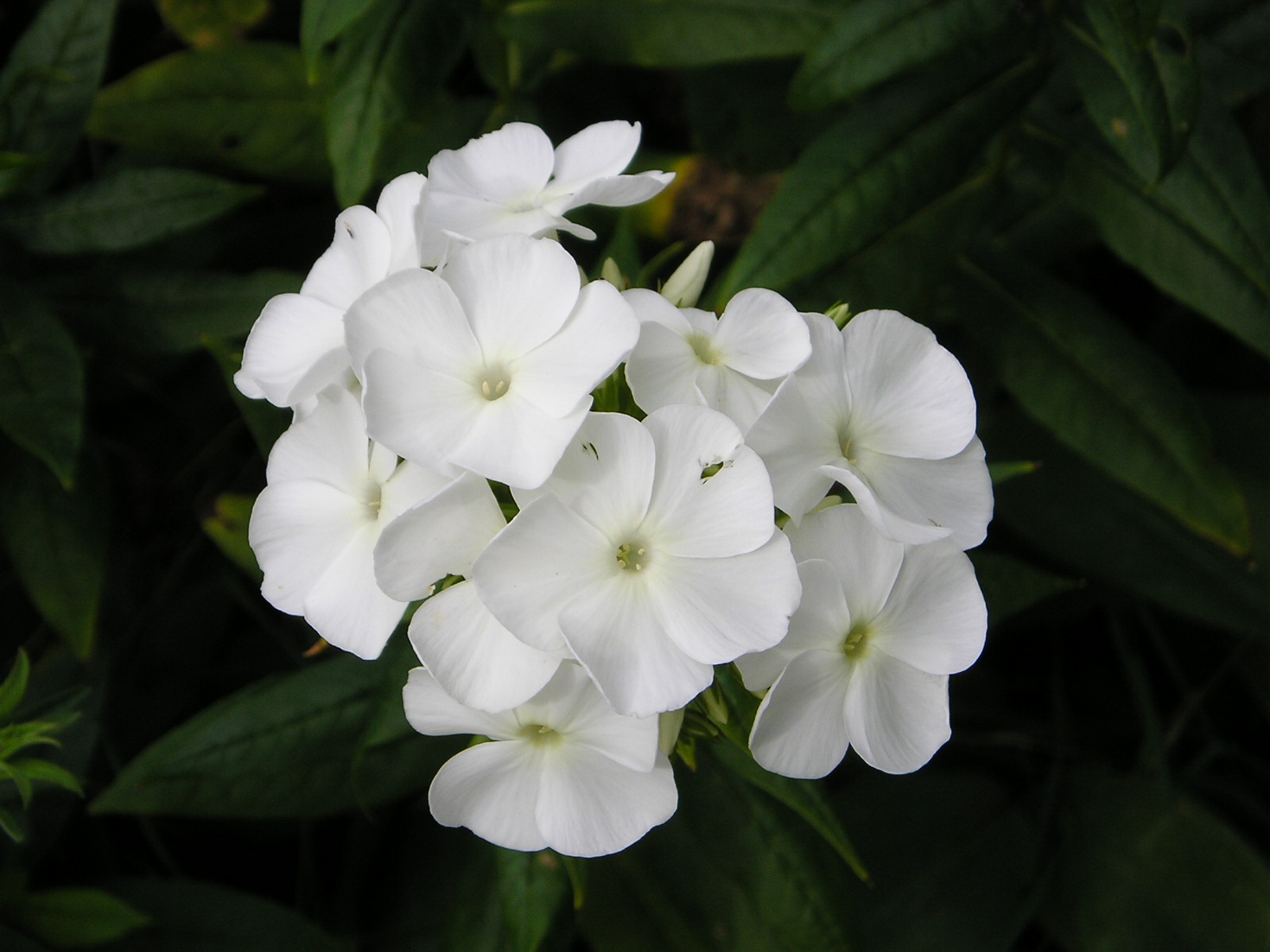 Wallpapers Nature Flowers phlox