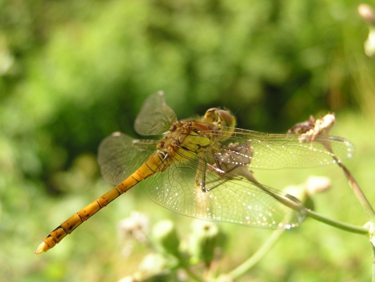 Fonds d'cran Animaux Insectes - Libellules une libellule