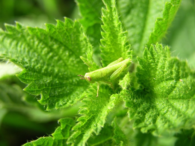 Fonds d'cran Animaux Insectes - Sauterelles et Criquets sauterelle camoufle