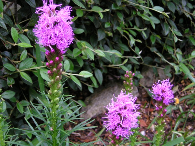 Fonds d'cran Nature Fleurs lyatris ...encore