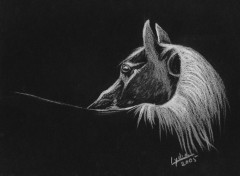 Wallpapers Art - Pencil Cheval