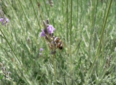 Fonds d'cran Animaux butinons !