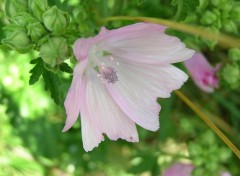 Fonds d'cran Nature jolie fleur violette