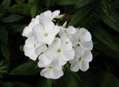 Wallpapers Nature phlox