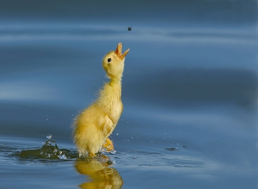 Wallpapers Animals Birds - Ducks Beau petit canard