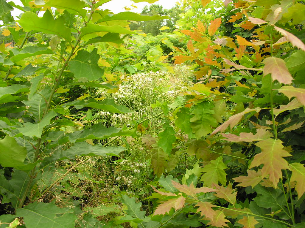 Fonds d'cran Nature Feuilles - Feuillages 