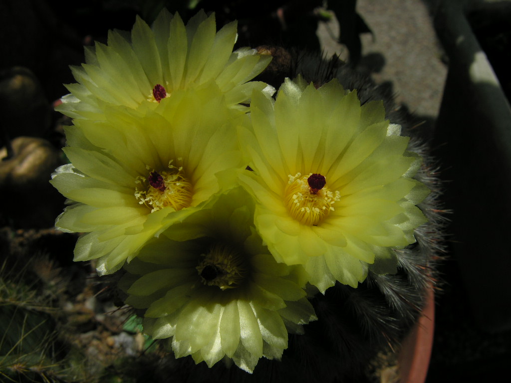 Fonds d'cran Nature Fleurs 