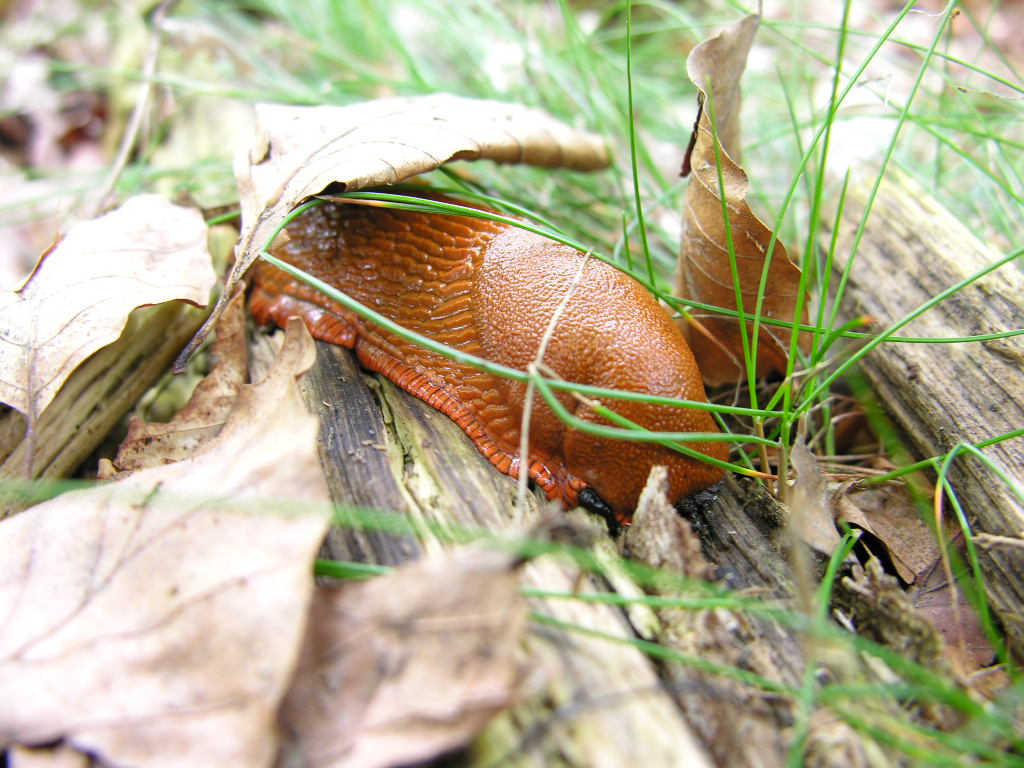 Fonds d'cran Animaux Escargots - Limaces 