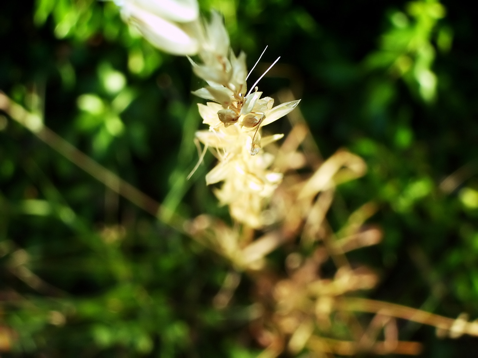 Fonds d'cran Nature Plantes - Arbustes 