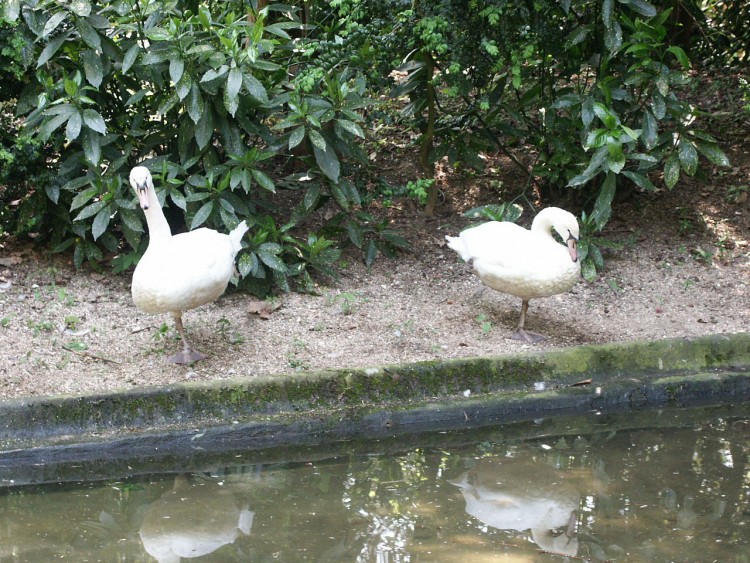 Fonds d'cran Animaux Oiseaux - Canards cygnes cul de jatte!!