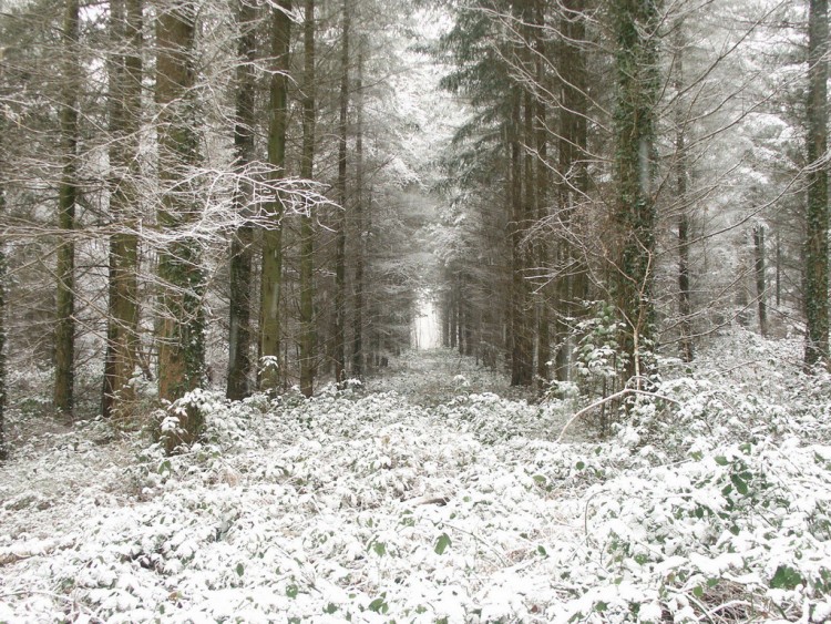 Fonds d'cran Nature Arbres - Forts Foret mayennaise en hiver