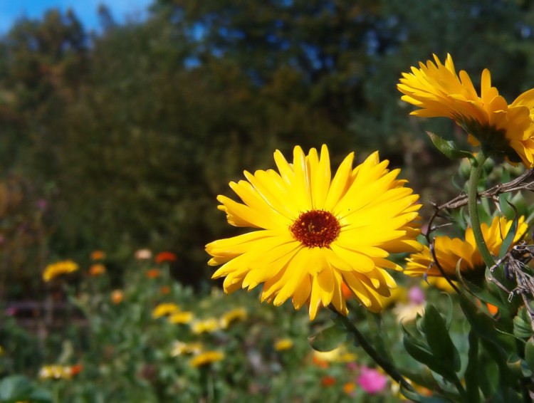 Fonds d'cran Nature Fleurs Fleur