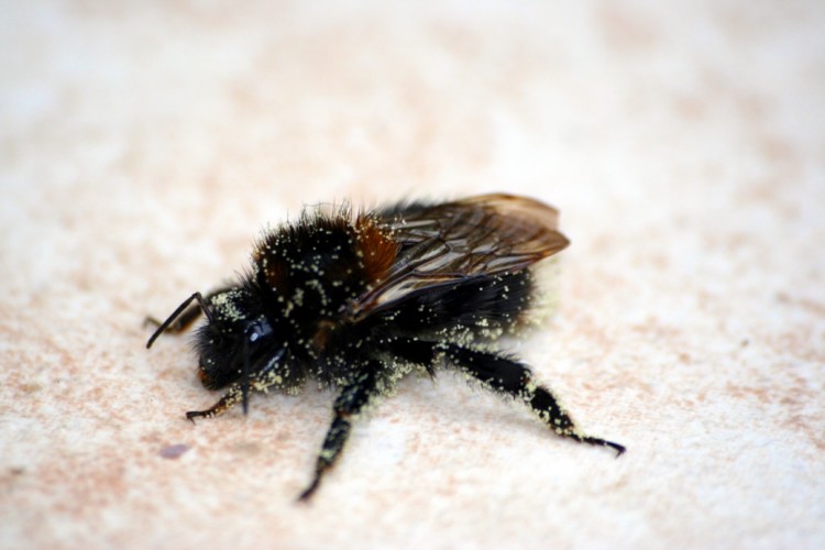 Fonds d'cran Animaux Insectes - Abeilles Gupes ... Bourdon gav par le poleine