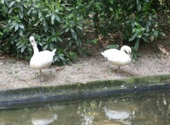 Fonds d'cran Animaux cygnes cul de jatte!!