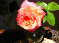 Fonds d'cran Nature Rose orange