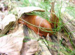 Fonds d'cran Animaux Image sans titre N105717