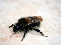 Fonds d'cran Animaux Bourdon gav par le poleine