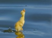 Fonds d'cran Animaux Beau petit canard