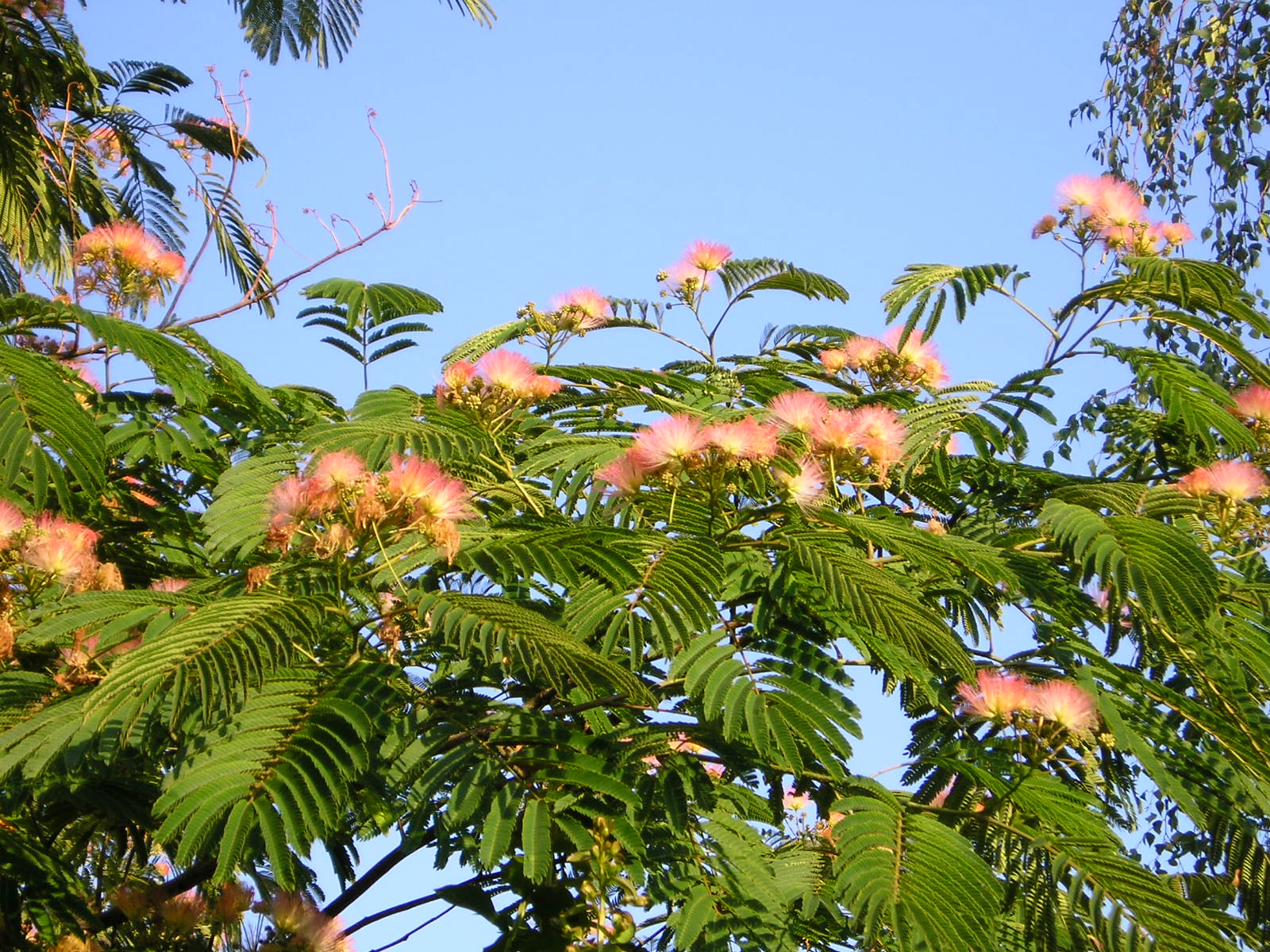 Wallpapers Nature Flowers albizia