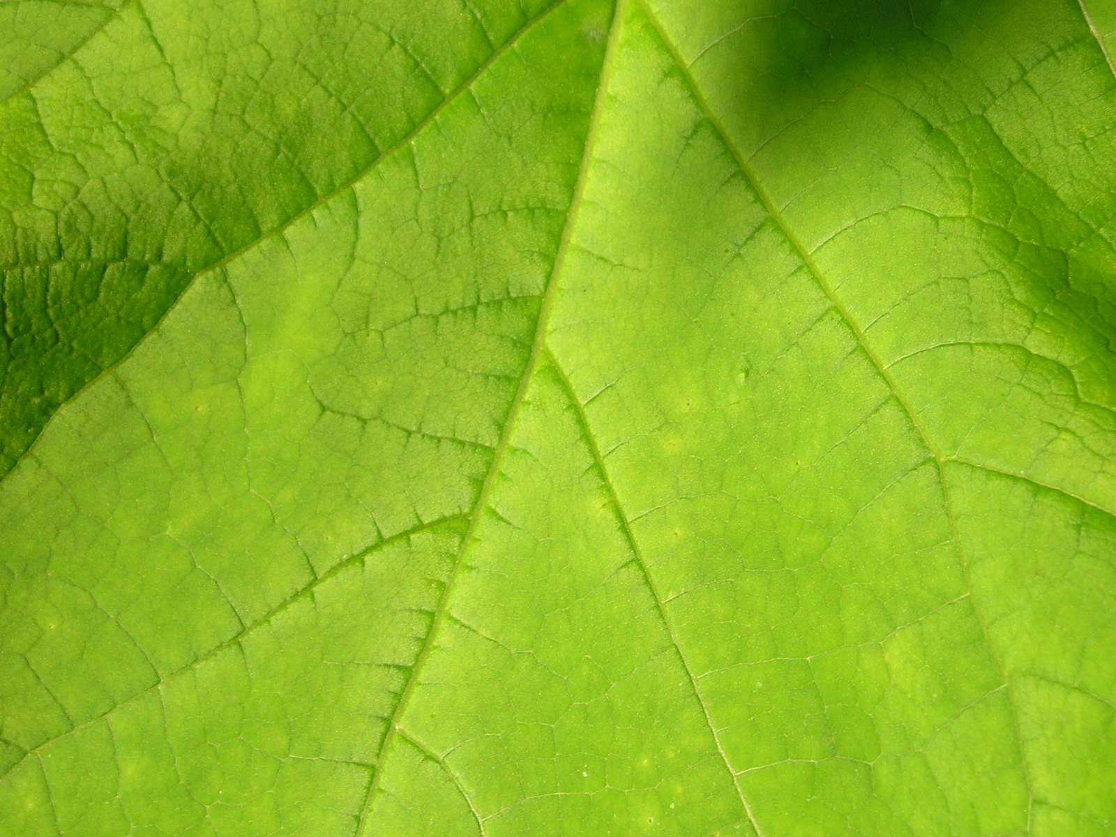 Fonds d'cran Nature Feuilles - Feuillages catalpa