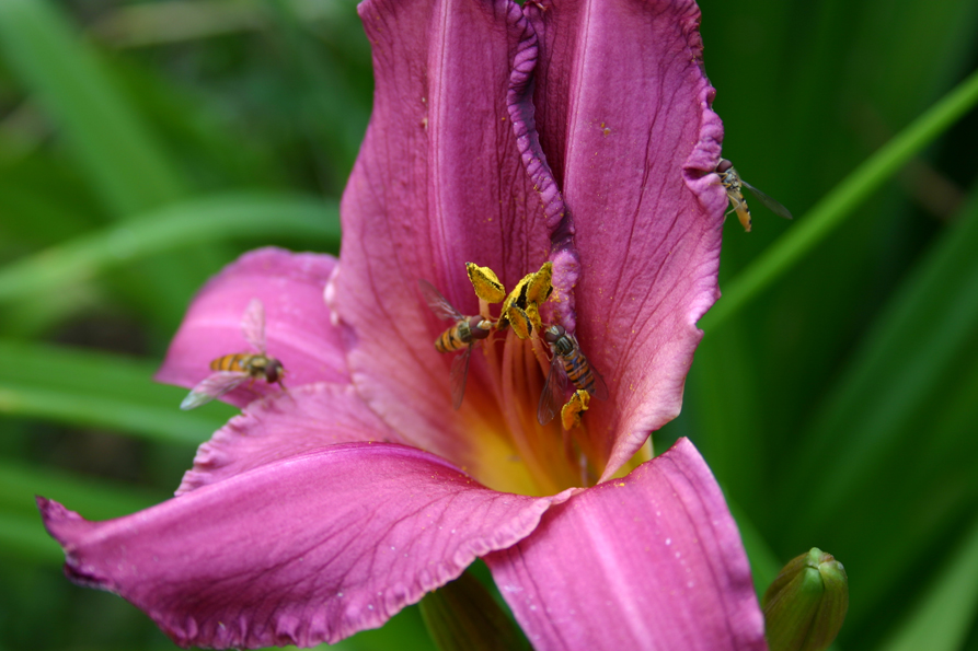 Fonds d'cran Nature Fleurs Petites gupes chez les 