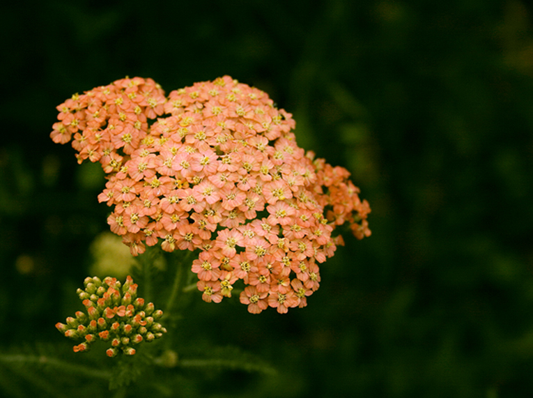 Wallpapers Nature Flowers Achillea millefolium