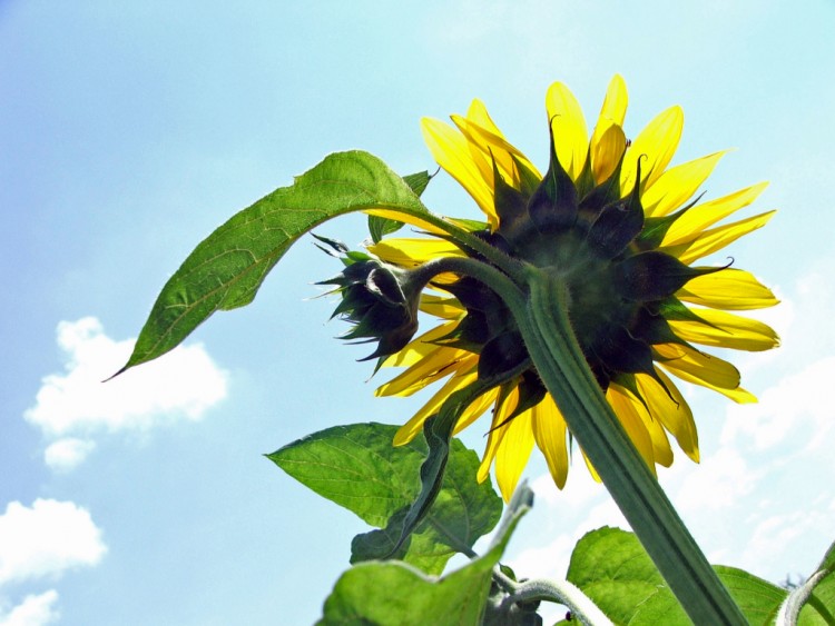 Wallpapers Nature Flowers Tournesol, la face cache !