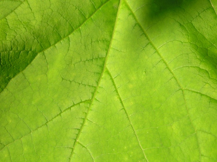 Fonds d'cran Nature Feuilles - Feuillages catalpa