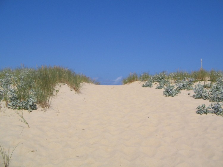 Fonds d'cran Nature Mers - Ocans - Plages dune