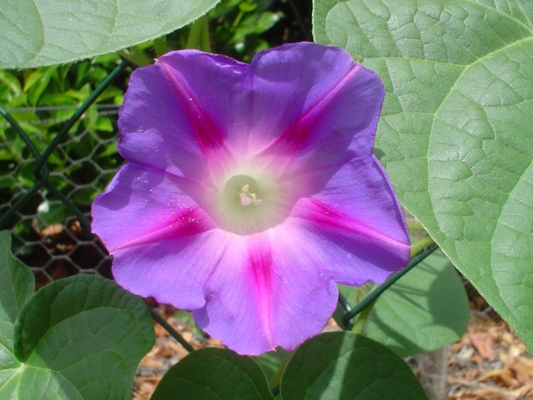 Fonds d'cran Nature Fleurs Ipome