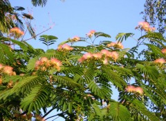 Wallpapers Nature albizia