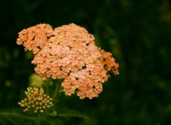 Wallpapers Nature Achillea millefolium