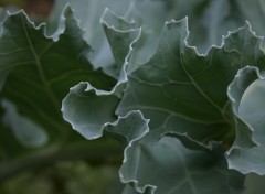 Fonds d'cran Nature Feuille de choux ornemental