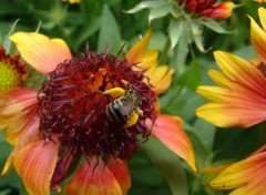 Fonds d'cran Animaux abeille