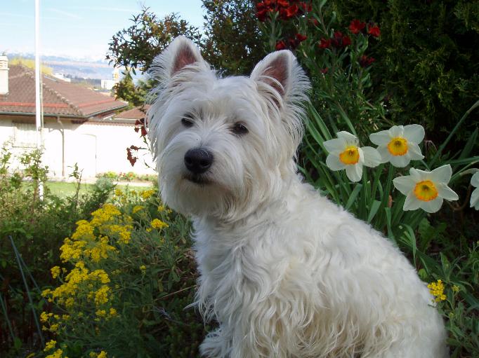 Fonds d'cran Animaux Chiens Joy