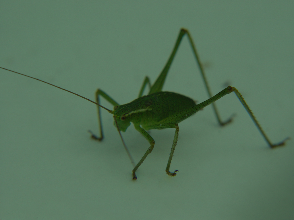 Fonds d'cran Animaux Insectes - Sauterelles et Criquets 