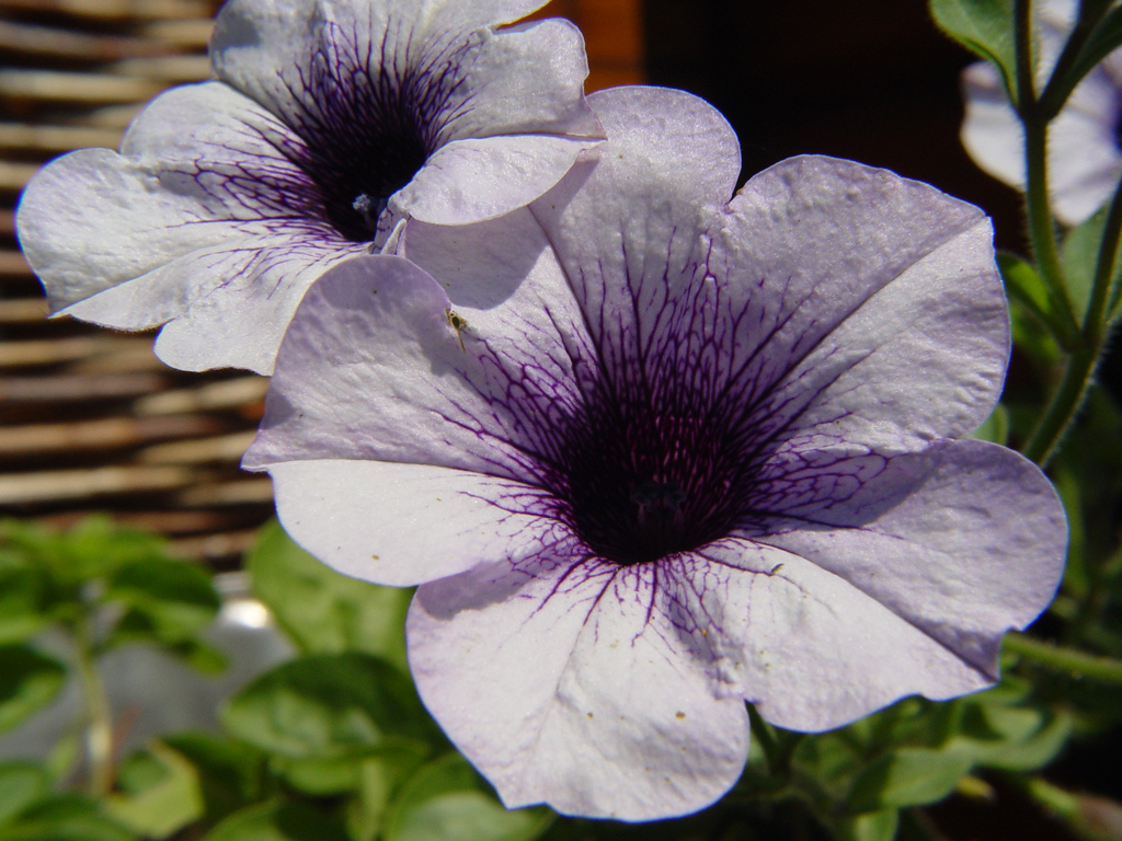 Fonds d'cran Nature Fleurs 