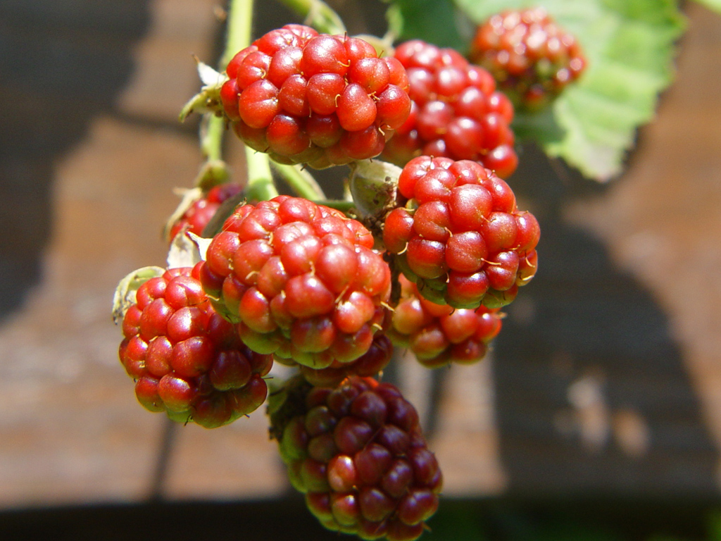 Wallpapers Nature Fruits 