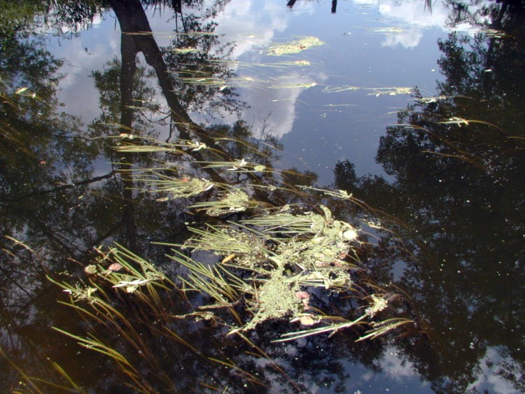 Wallpapers Nature Water - Reflection Reflets