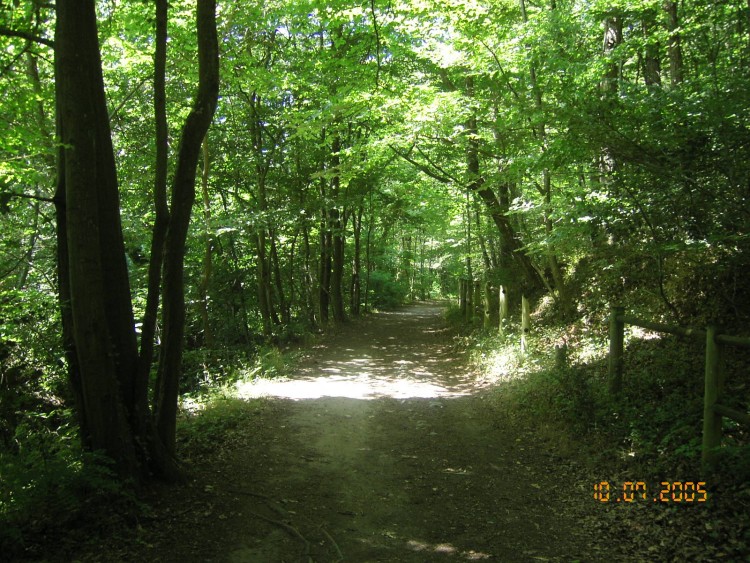 Fonds d'cran Nature Arbres - Forts nature