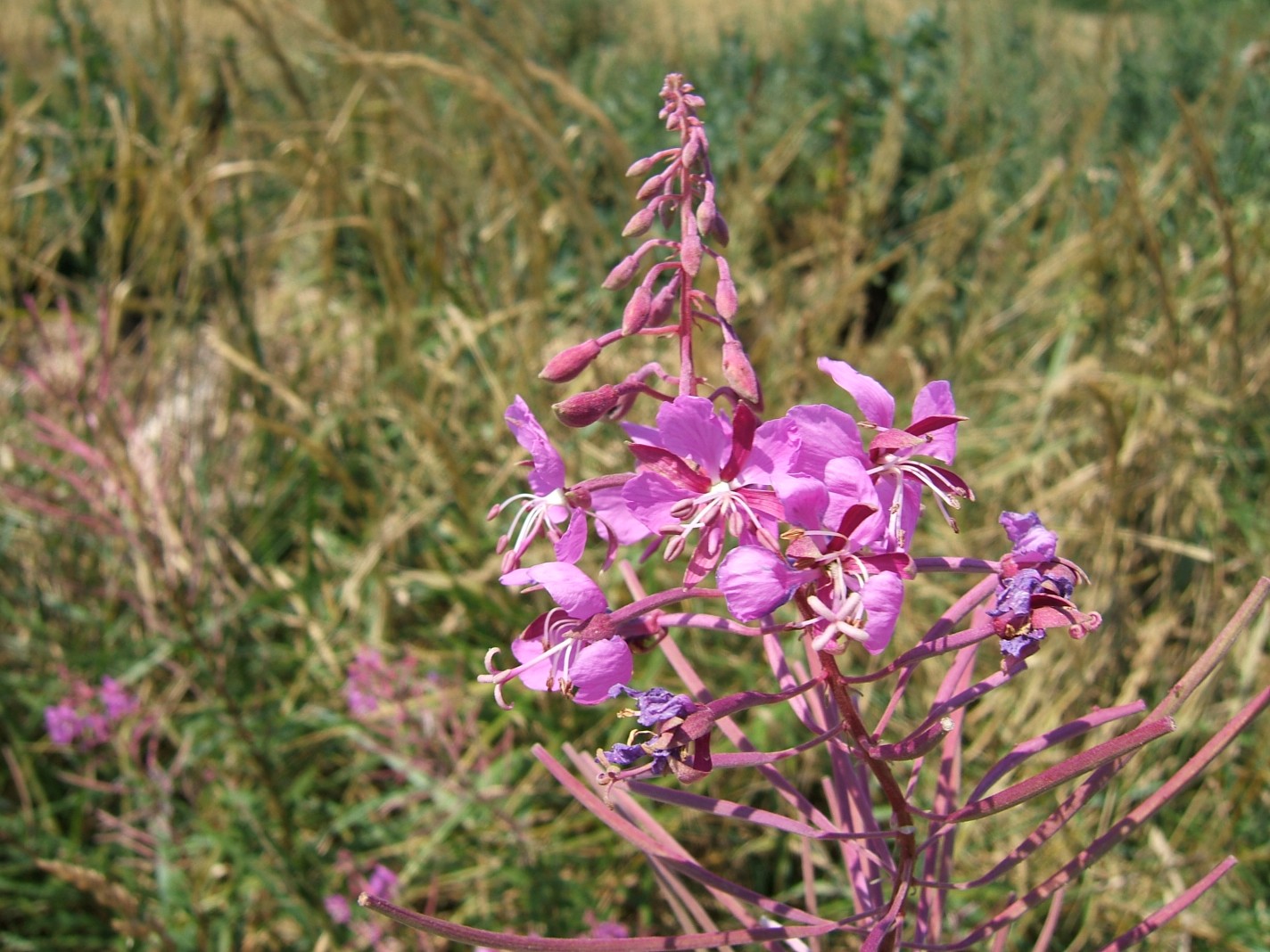 Fonds d'cran Nature Fleurs Fleurs