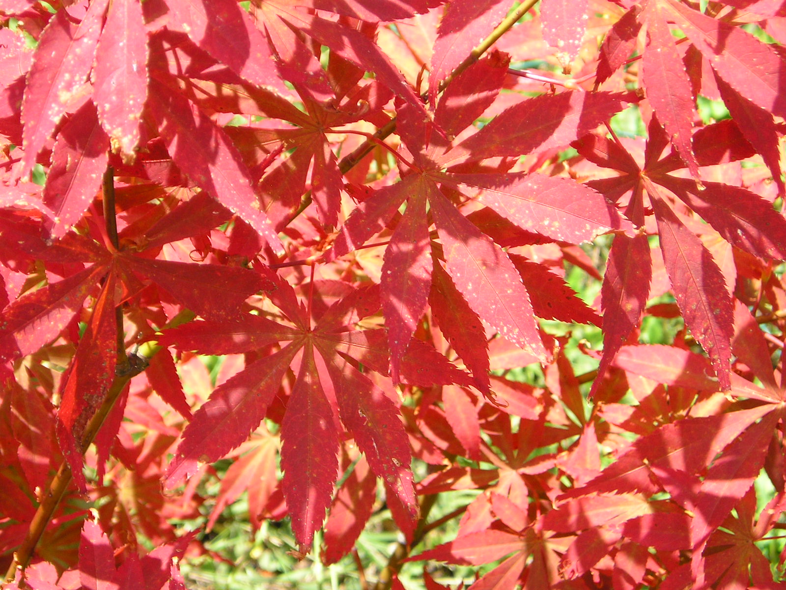 Fonds d'cran Nature Fleurs chez josie