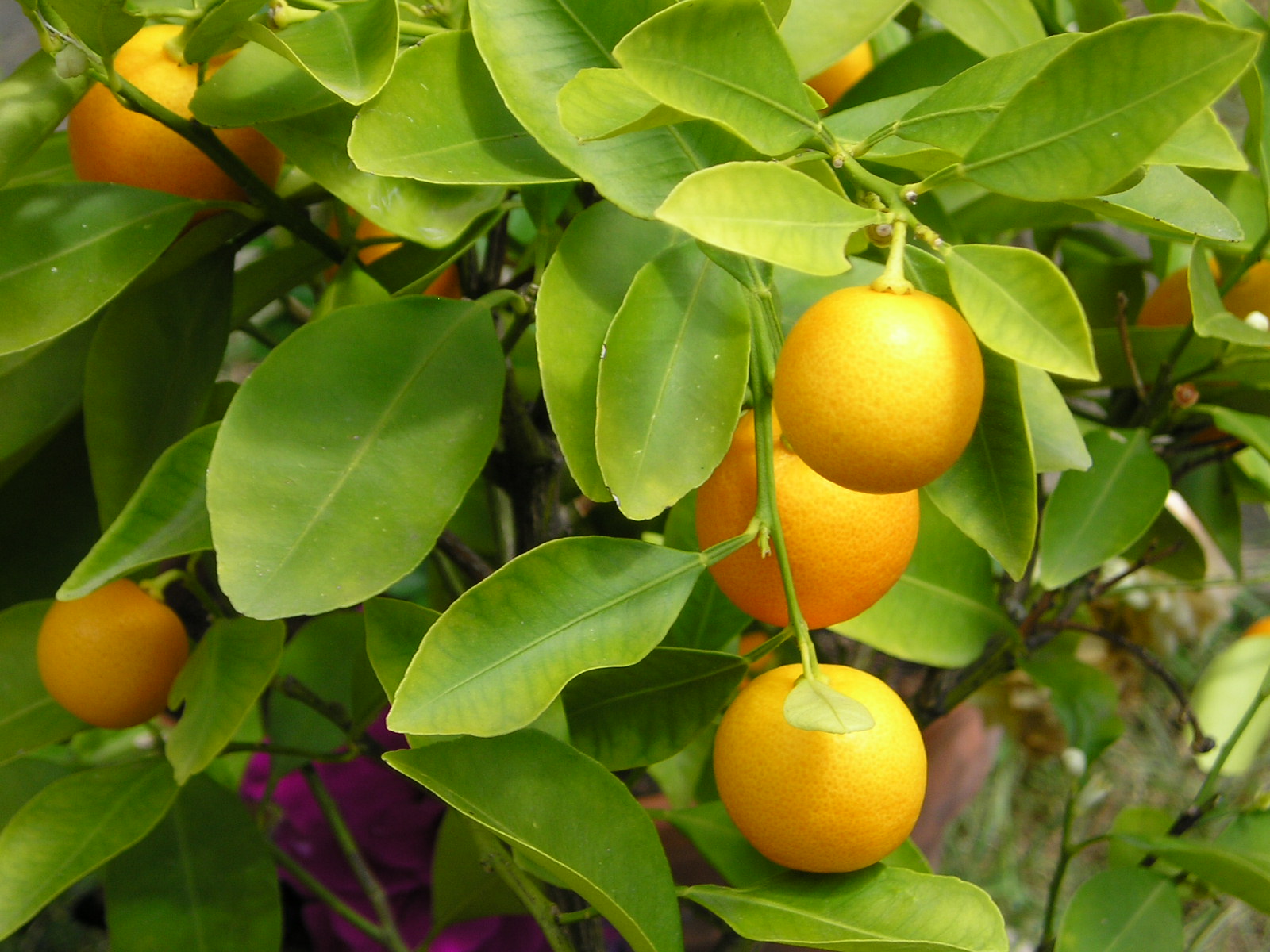 Wallpapers Nature Fruits chez josie