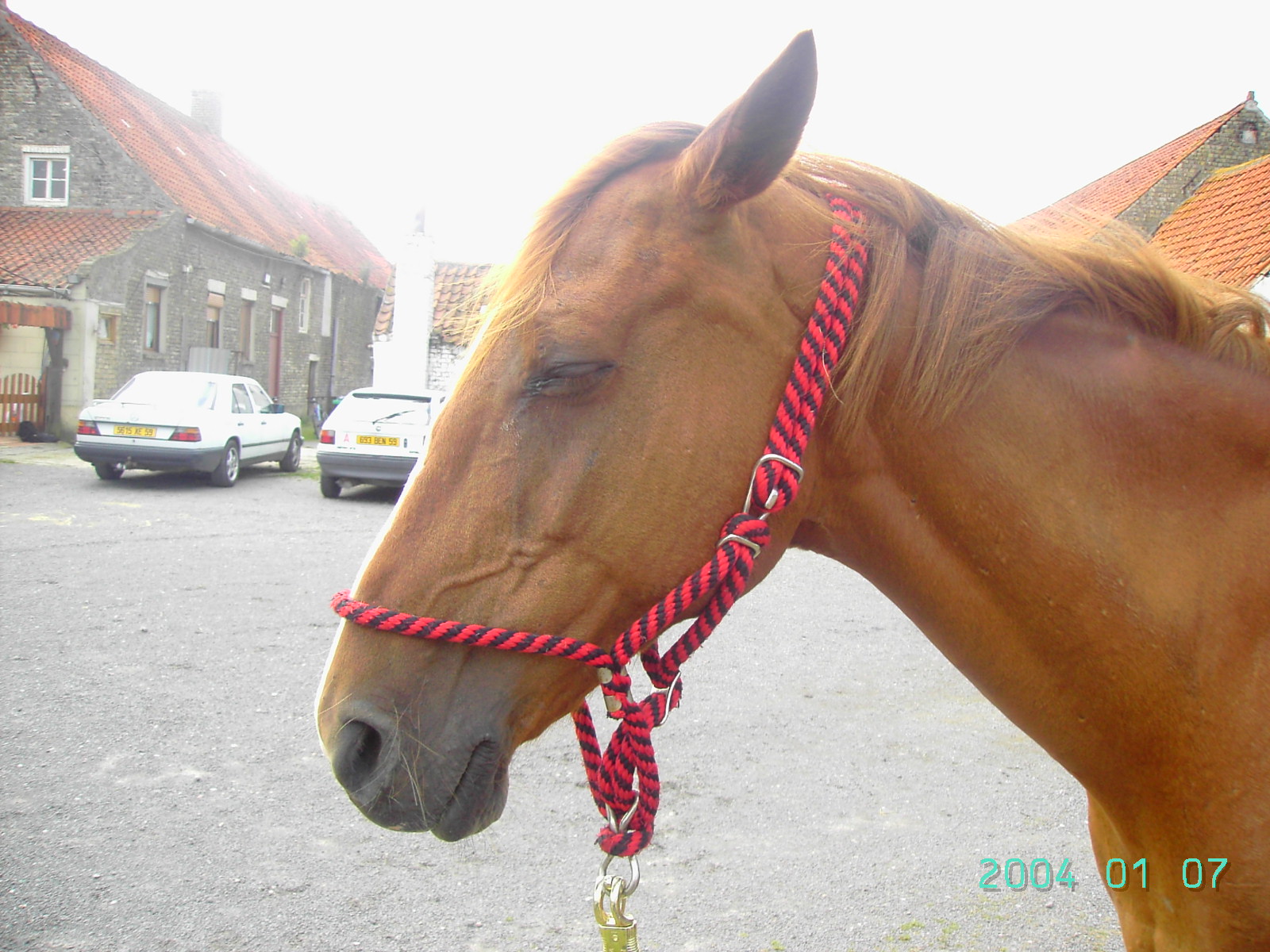 Fonds d'cran Animaux Chevaux tte d\'une jument