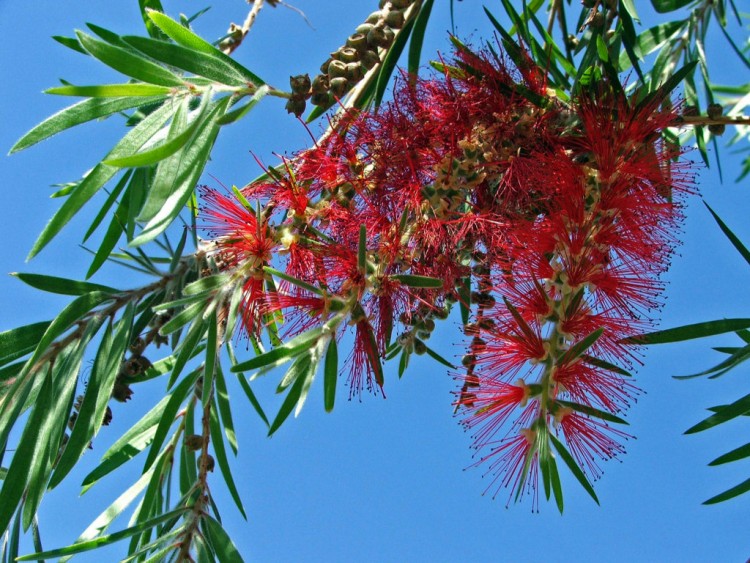 Fonds d'cran Nature Fleurs Ile de Chypre : Limassol