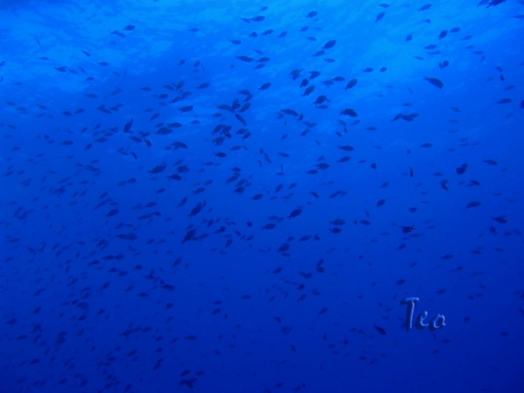 Fonds d'cran Animaux Vie marine - Poissons Bleu portCros