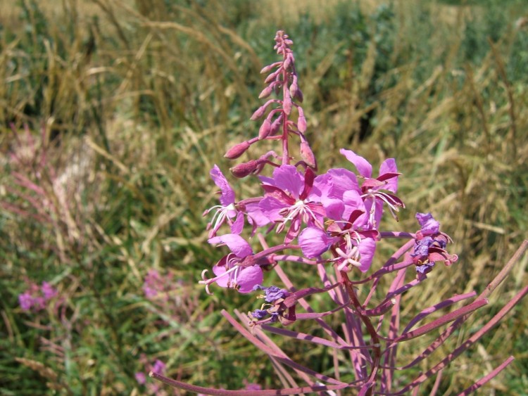 Fonds d'cran Nature Fleurs Fleurs